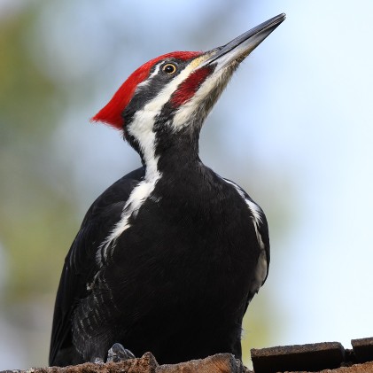 The WoodPecker